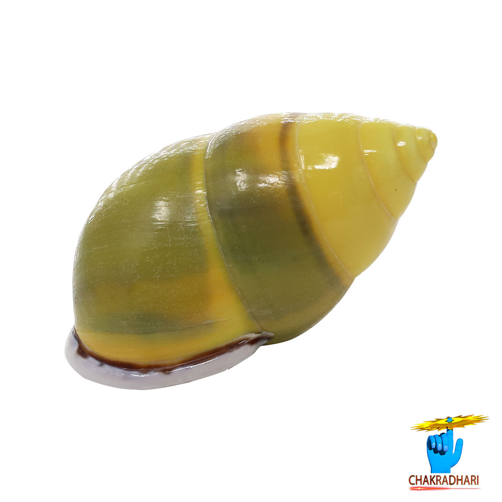 Small Dakshinavarti South Facing Shell -