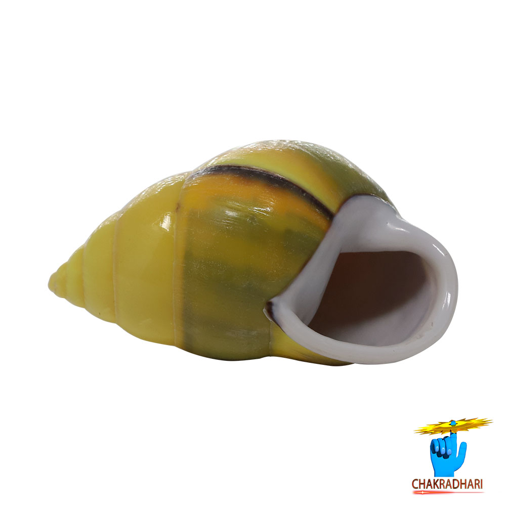 Small Dakshinavarti South Facing Shell -