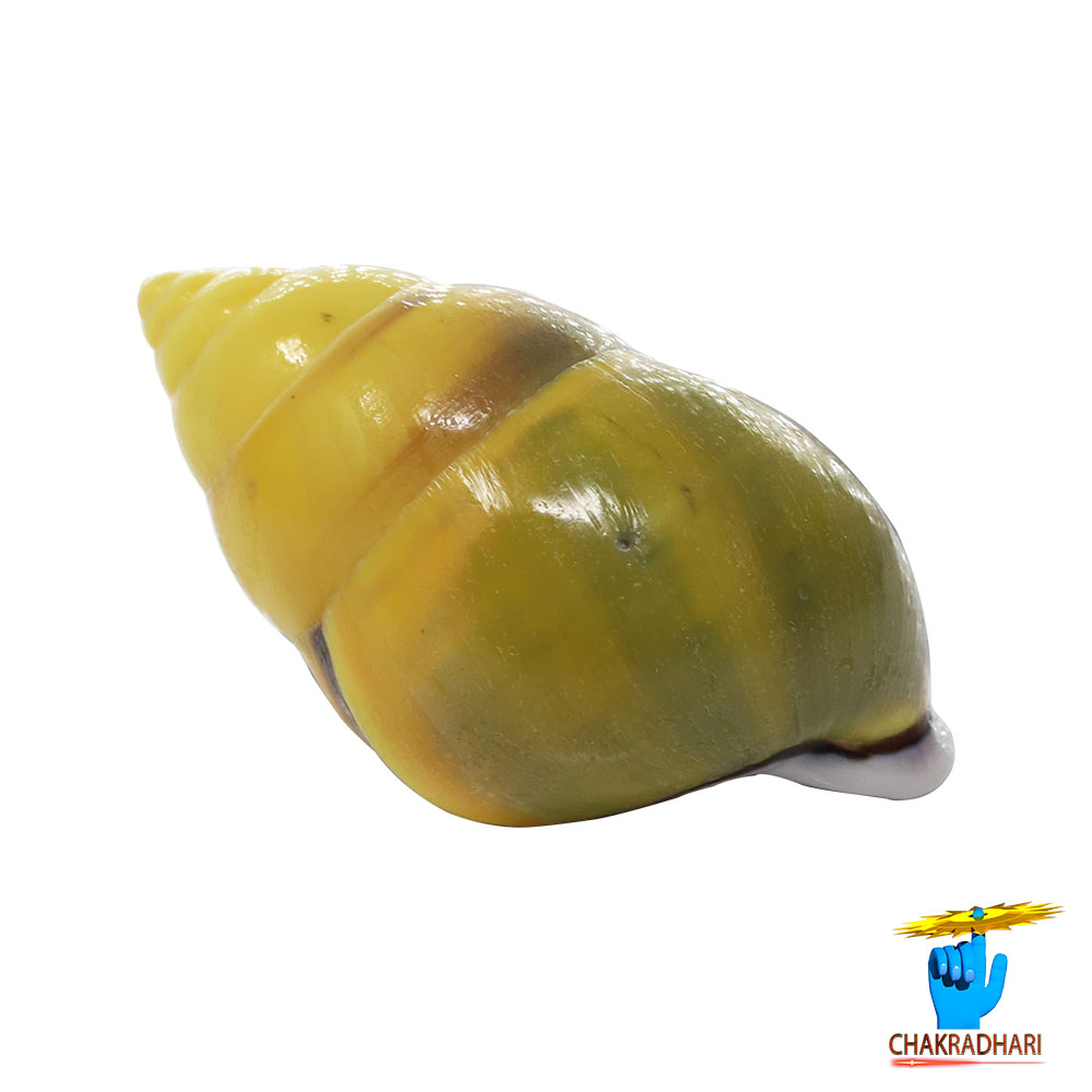 Small Dakshinavarti South Facing Shell -