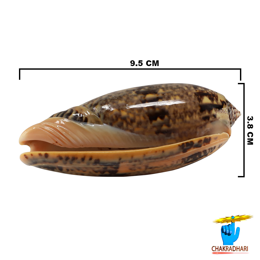Kawanji Shell -