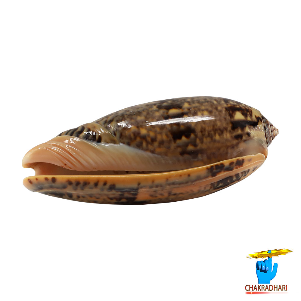 Kawanji Shell -