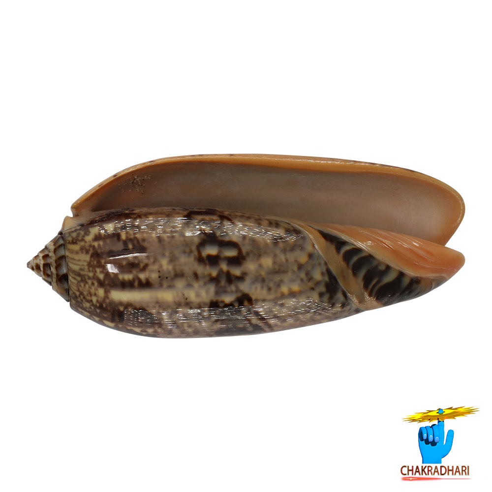 Kawanji Shell -