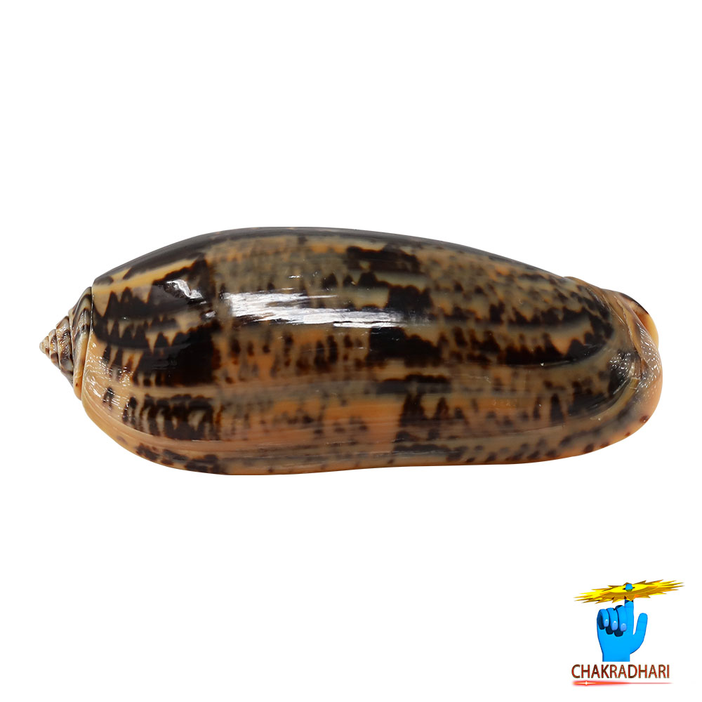 Kawanji Shell -