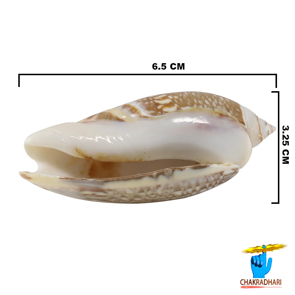 Kawanji Shell Pair -