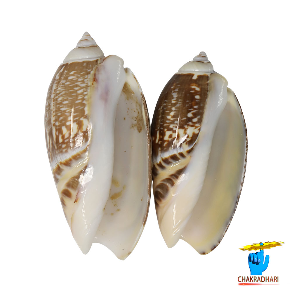 Kawanji Shell Pair -