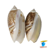 Kawanji Shell Pair - सफ़ेद कवंजी शंख जोड़ी