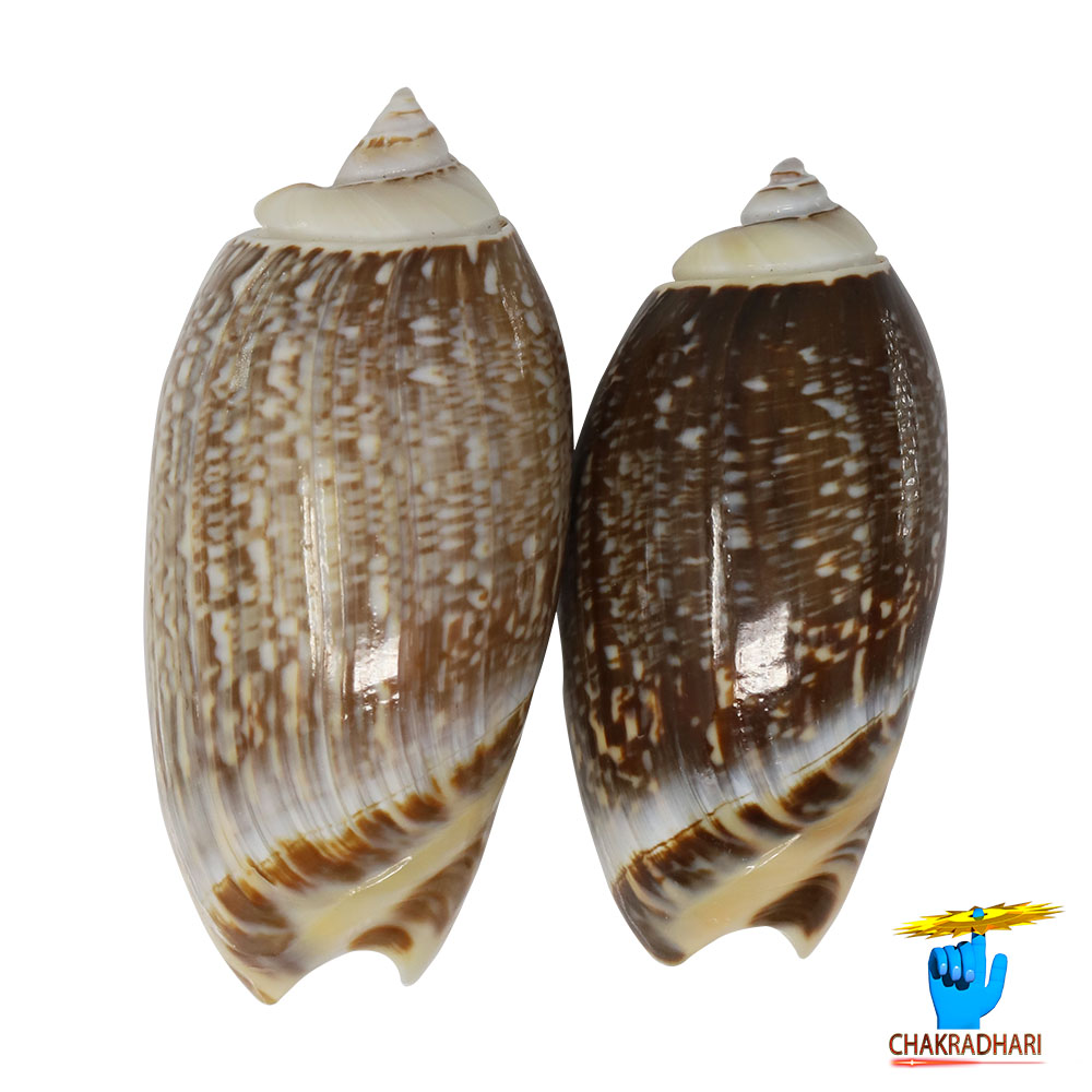 Kawanji Shell Pair -