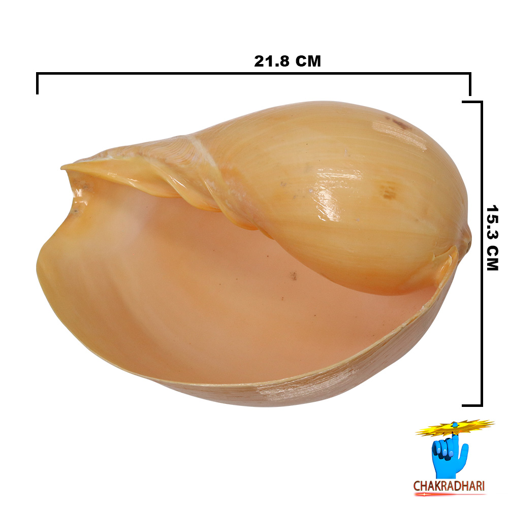 Pattvibhuti Shell -