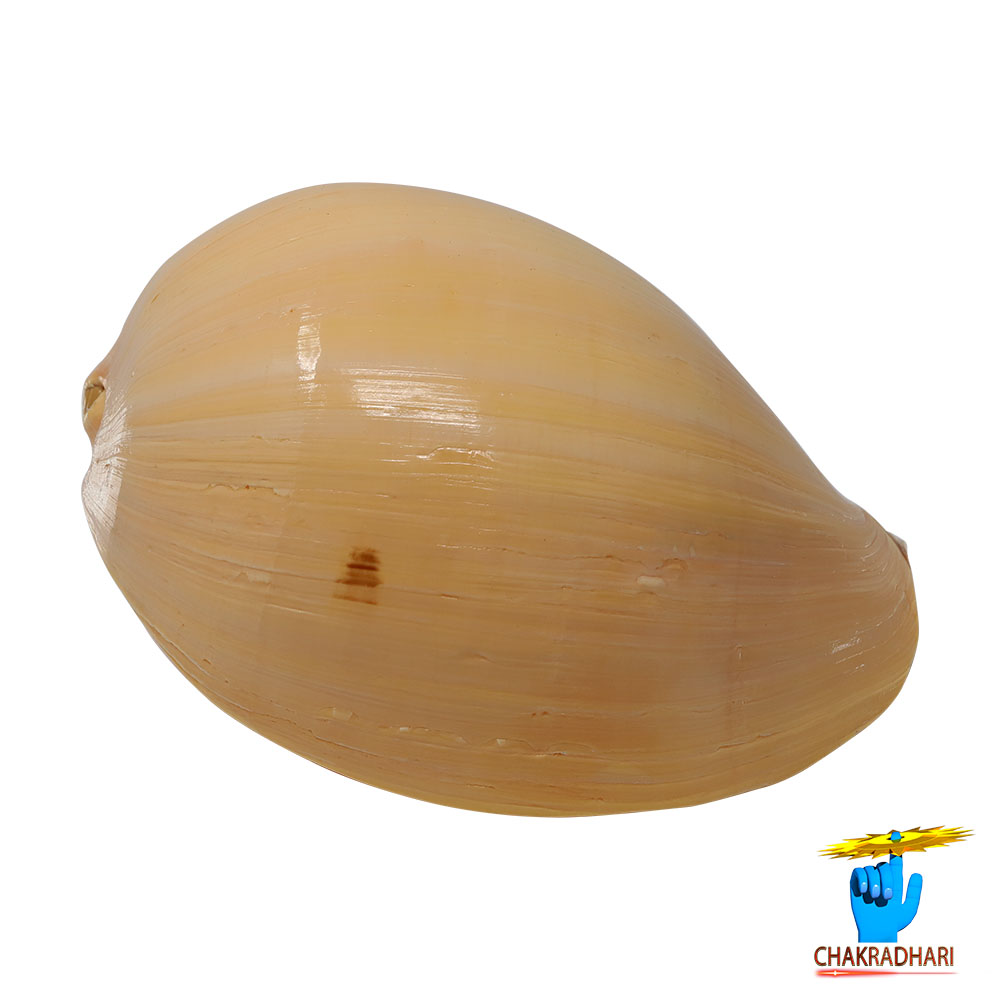 Pattvibhuti Shell -