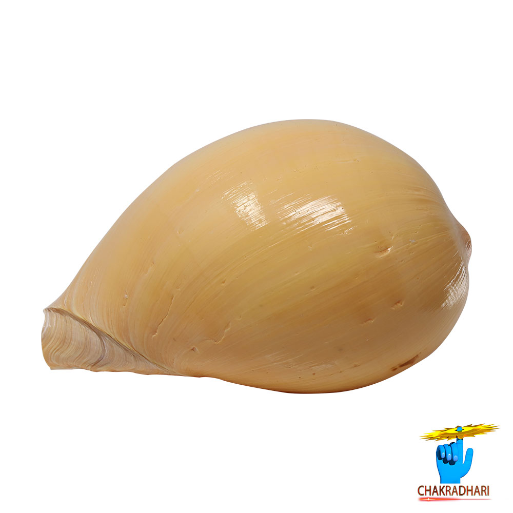 Pattvibhuti Shell -