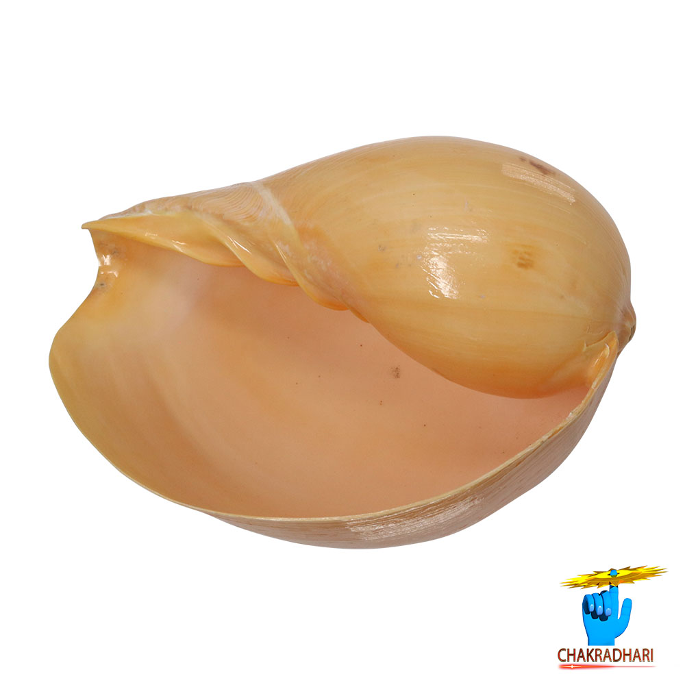 Pattvibhuti Shell -
