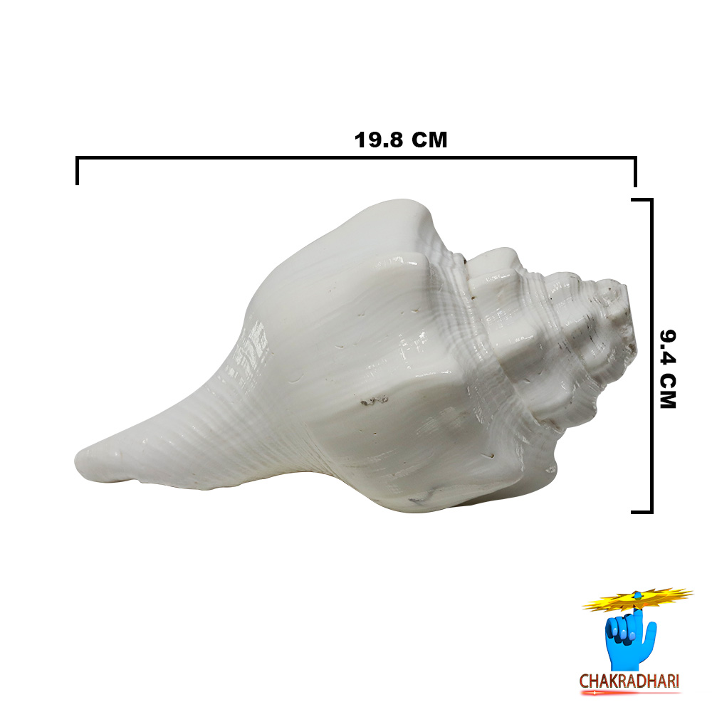 Shantipriya Chandrayat Shell -