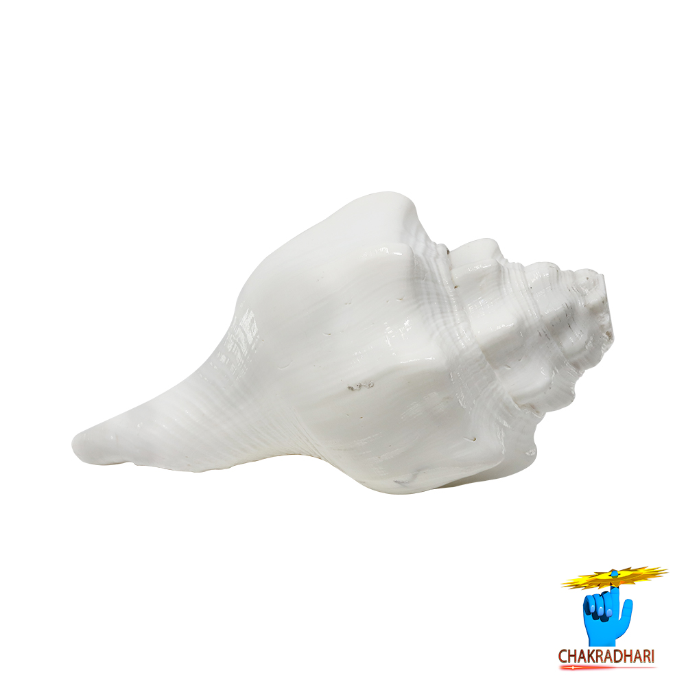 Shantipriya Chandrayat Shell -