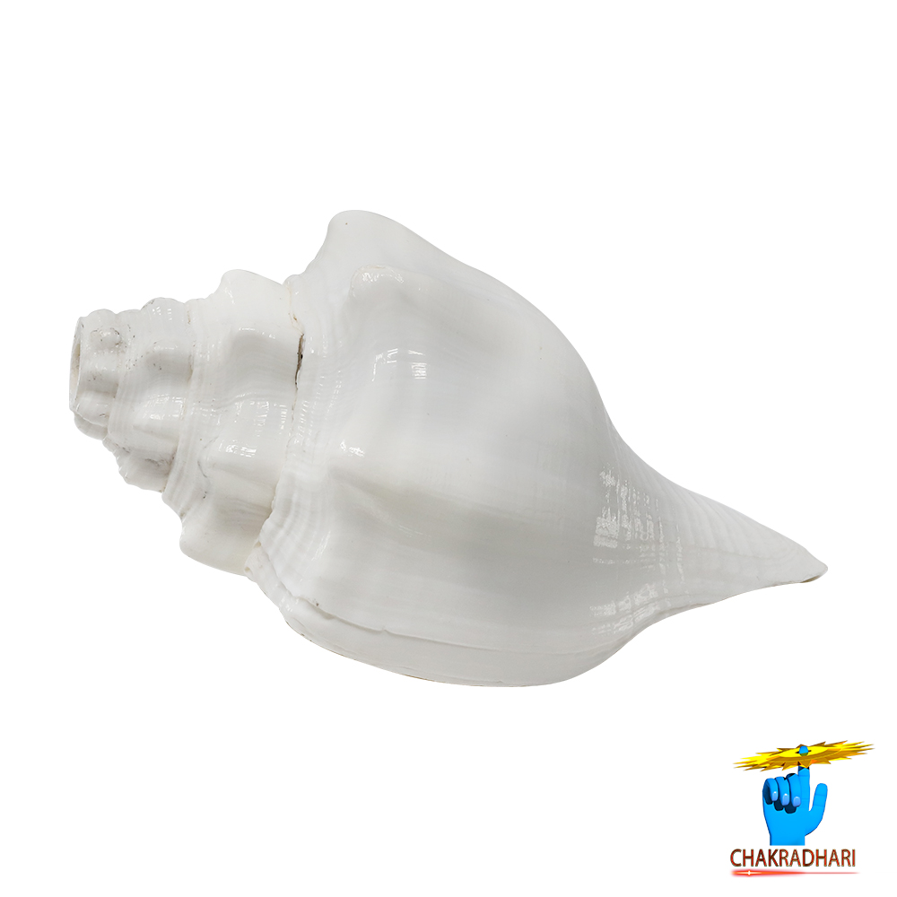 Shantipriya Chandrayat Shell -