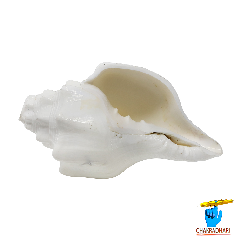 Shantipriya Chandrayat Shell -