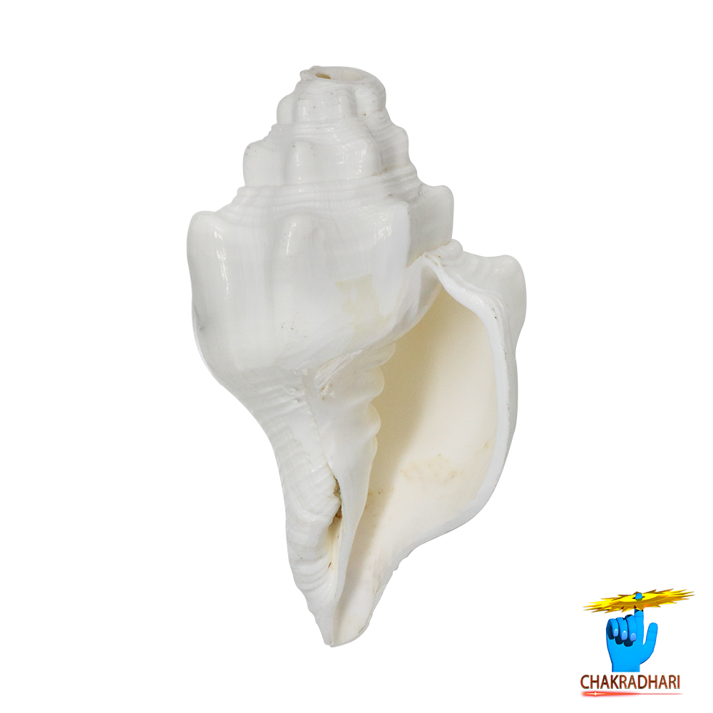 Shantipriya Chandrayat Shell -