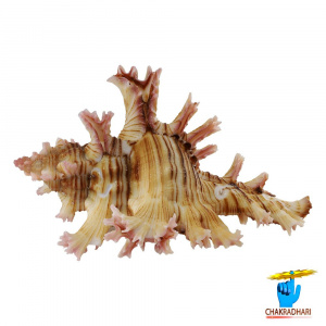 Image of Hatheli Shell - हथेली शंख