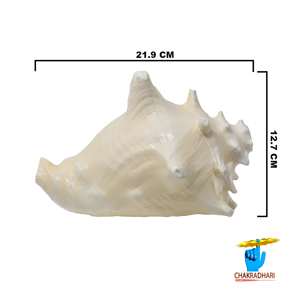 White And Pink Maha Maya Shell -