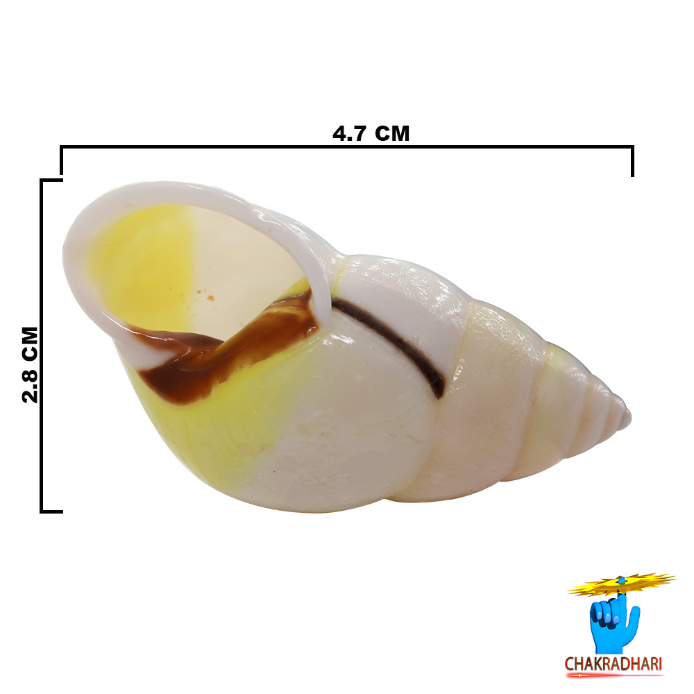 White Small Dakshinavarti South Facing Shell -