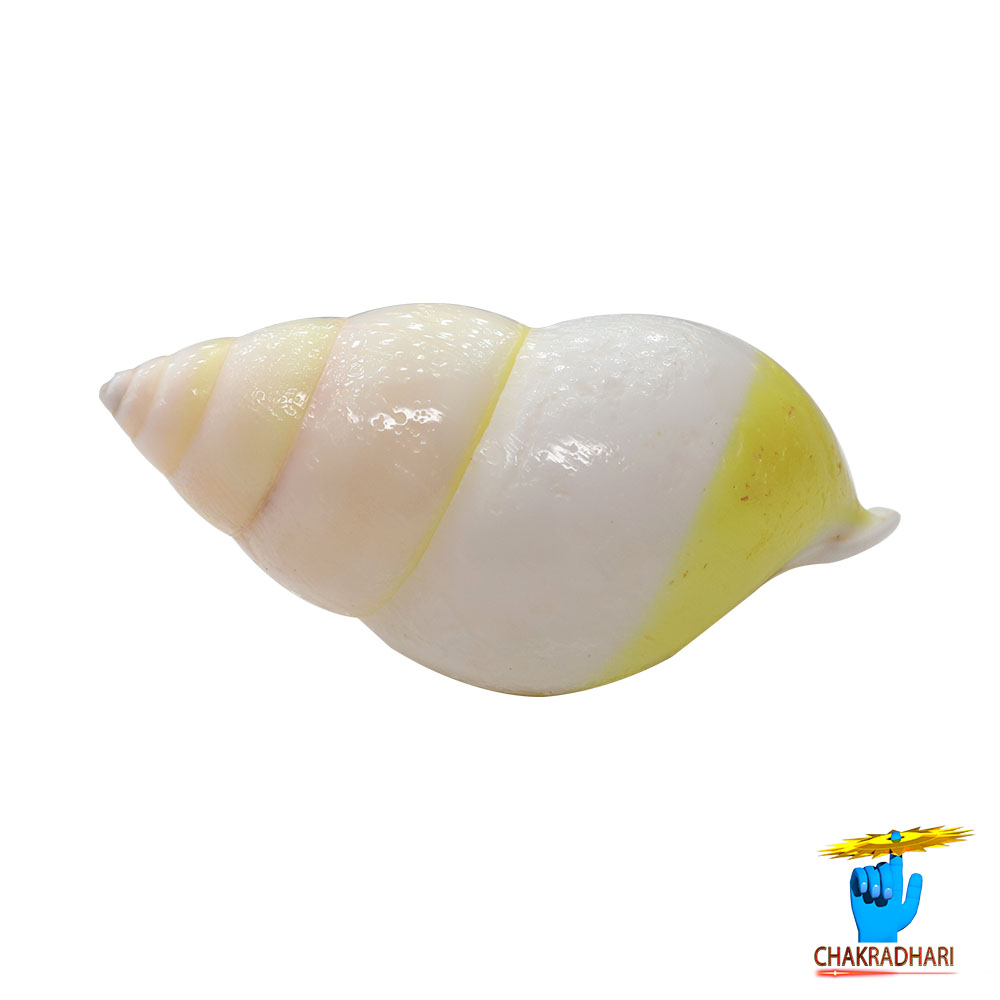 White Small Dakshinavarti South Facing Shell -