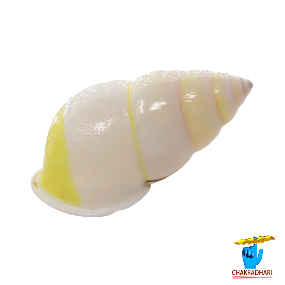 White Small Dakshinavarti South Facing Shell -