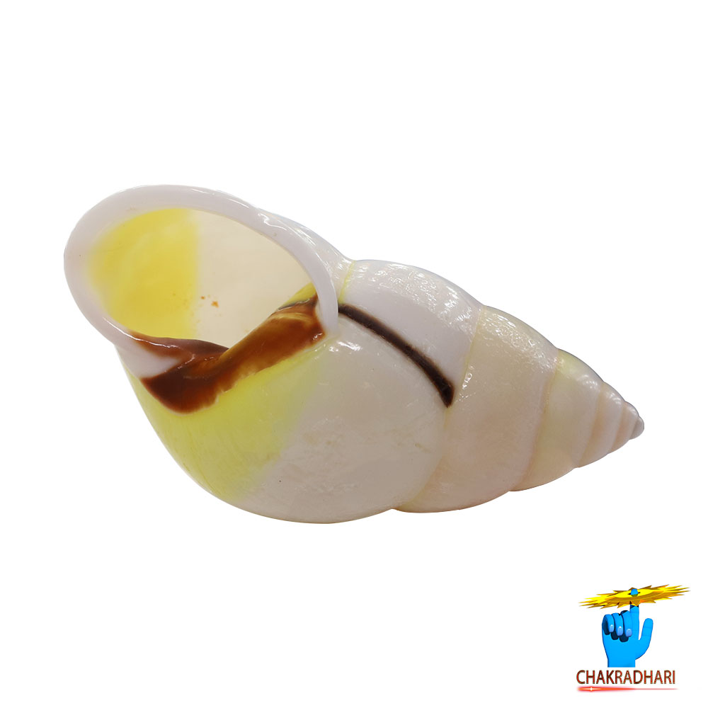 White Small Dakshinavarti South Facing Shell -