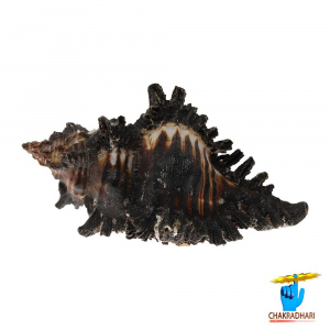 Image of Garud Shell - गरुड़ शंख