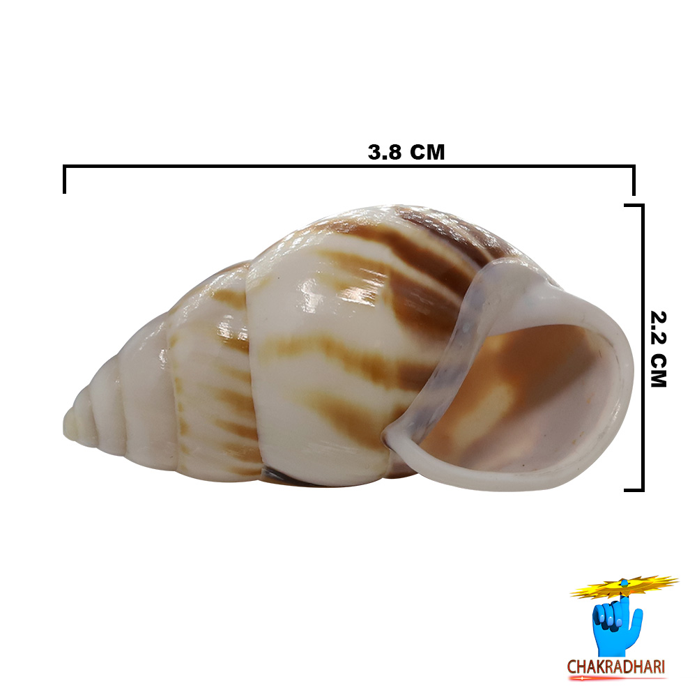Muddy Small Dakshinavarti South Facing Shell -