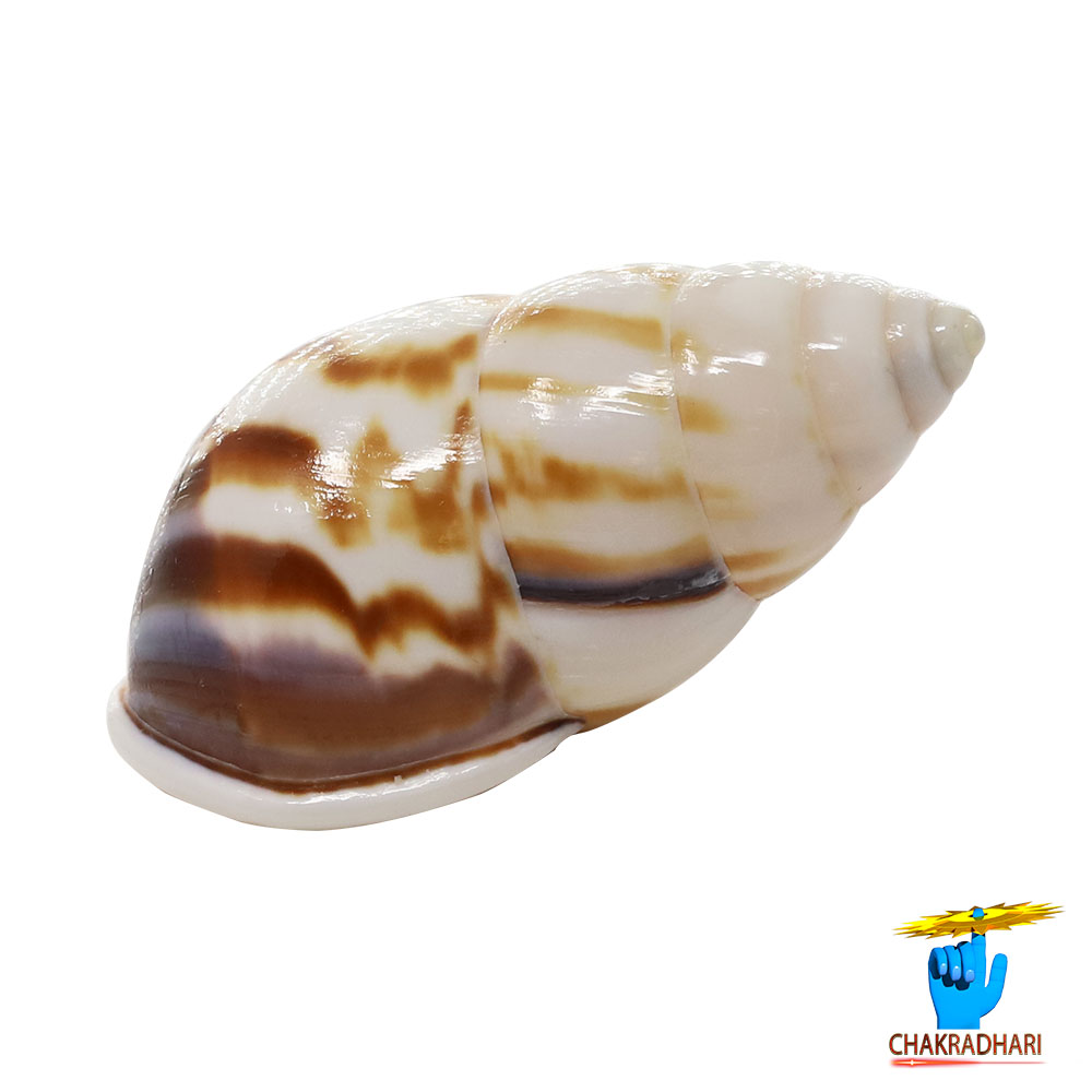 Muddy Small Dakshinavarti South Facing Shell -