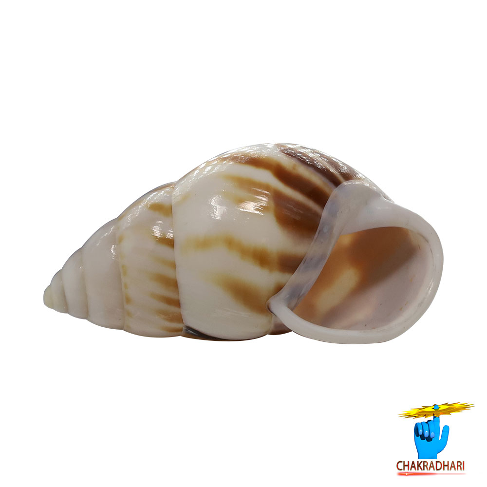 Muddy Small Dakshinavarti South Facing Shell -