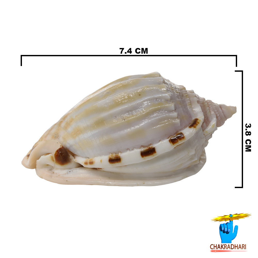 Rekha Line Shell -