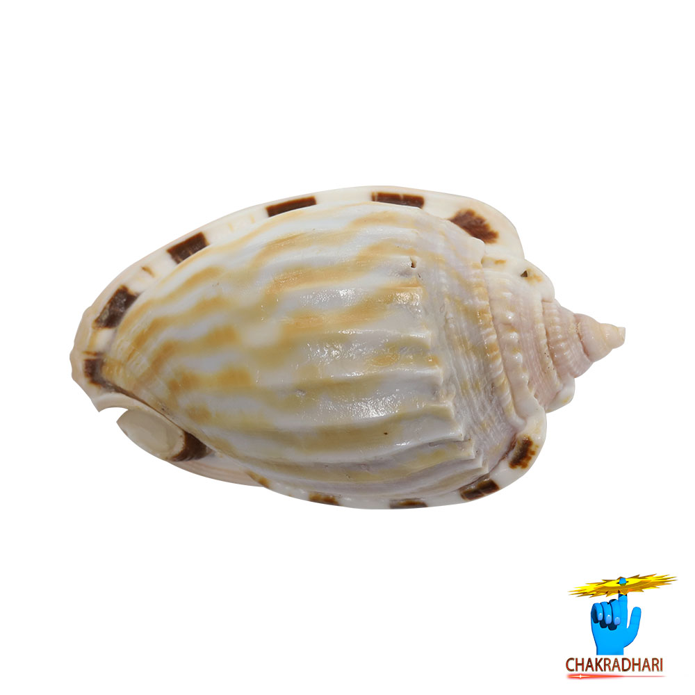 Rekha Line Shell -