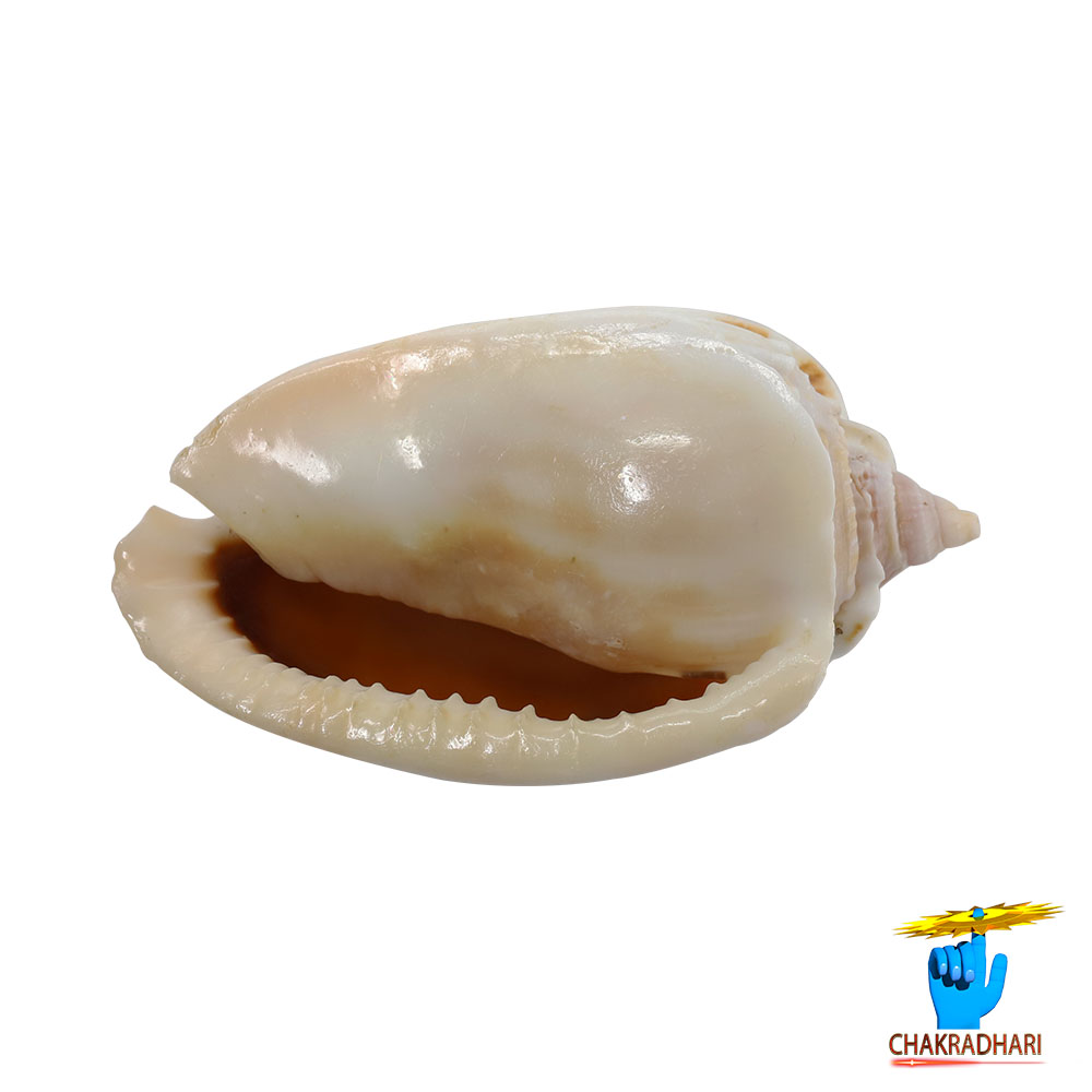Rekha Line Shell -