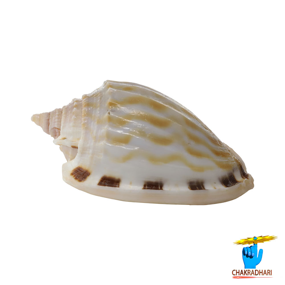 Rekha Line Shell -