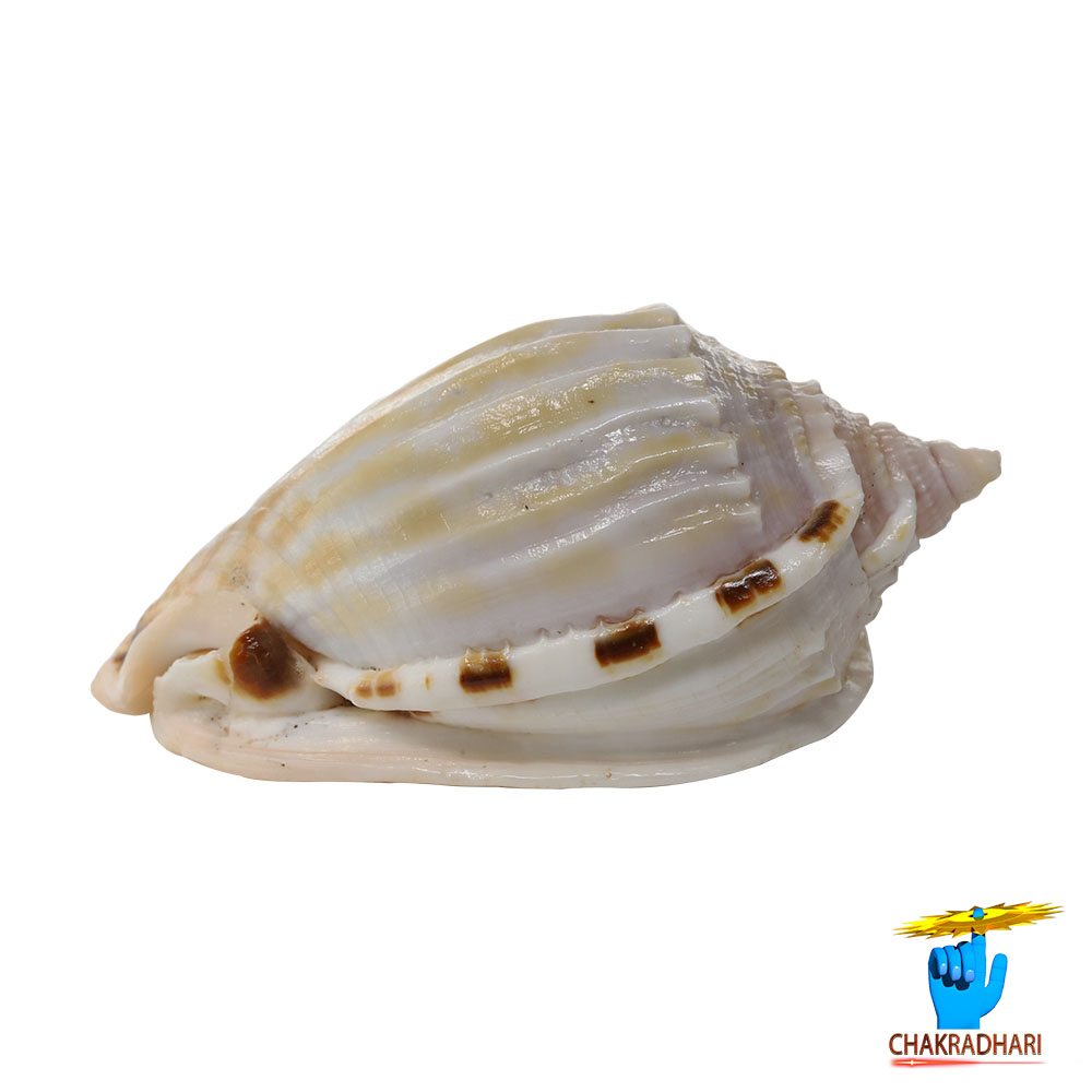 Rekha Line Shell -