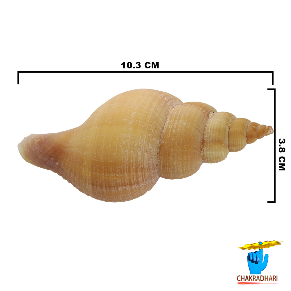 Original Right Handed Dakshinavarti Conch Shell -