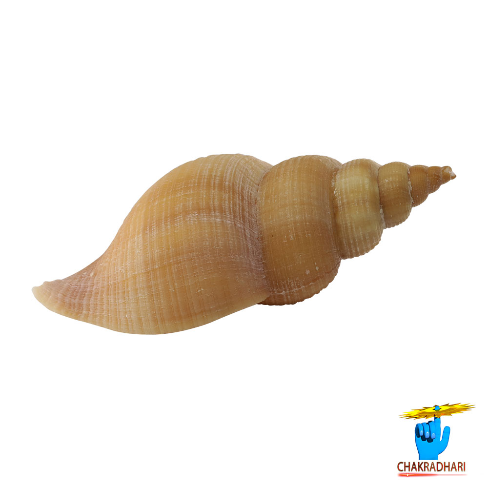 Original Right Handed Dakshinavarti Conch Shell -