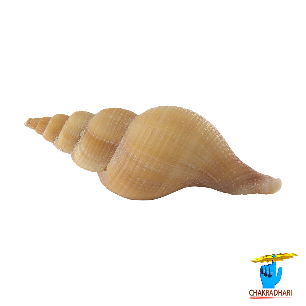 Original Right Handed Dakshinavarti Conch Shell -
