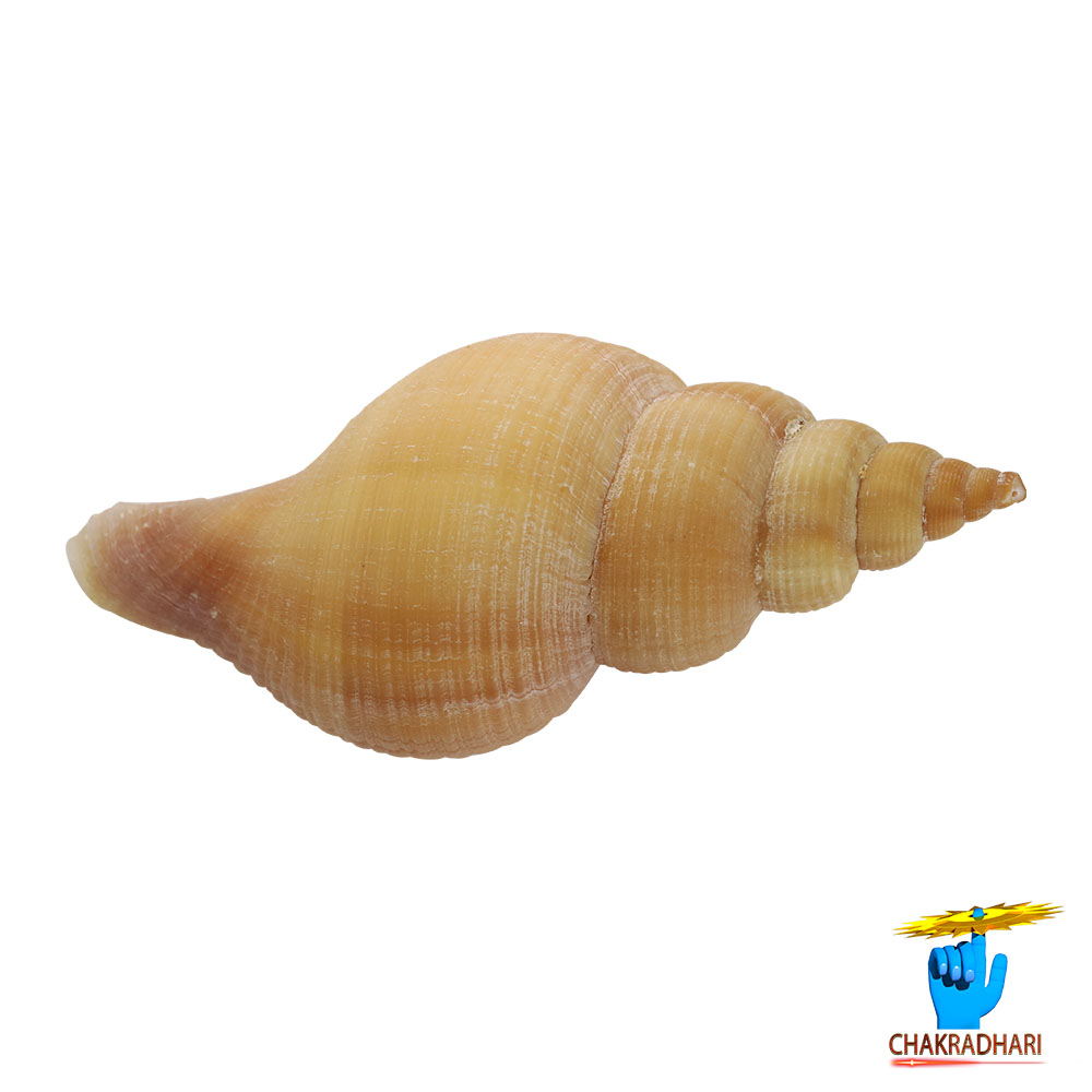 Original Right Handed Dakshinavarti Conch Shell -