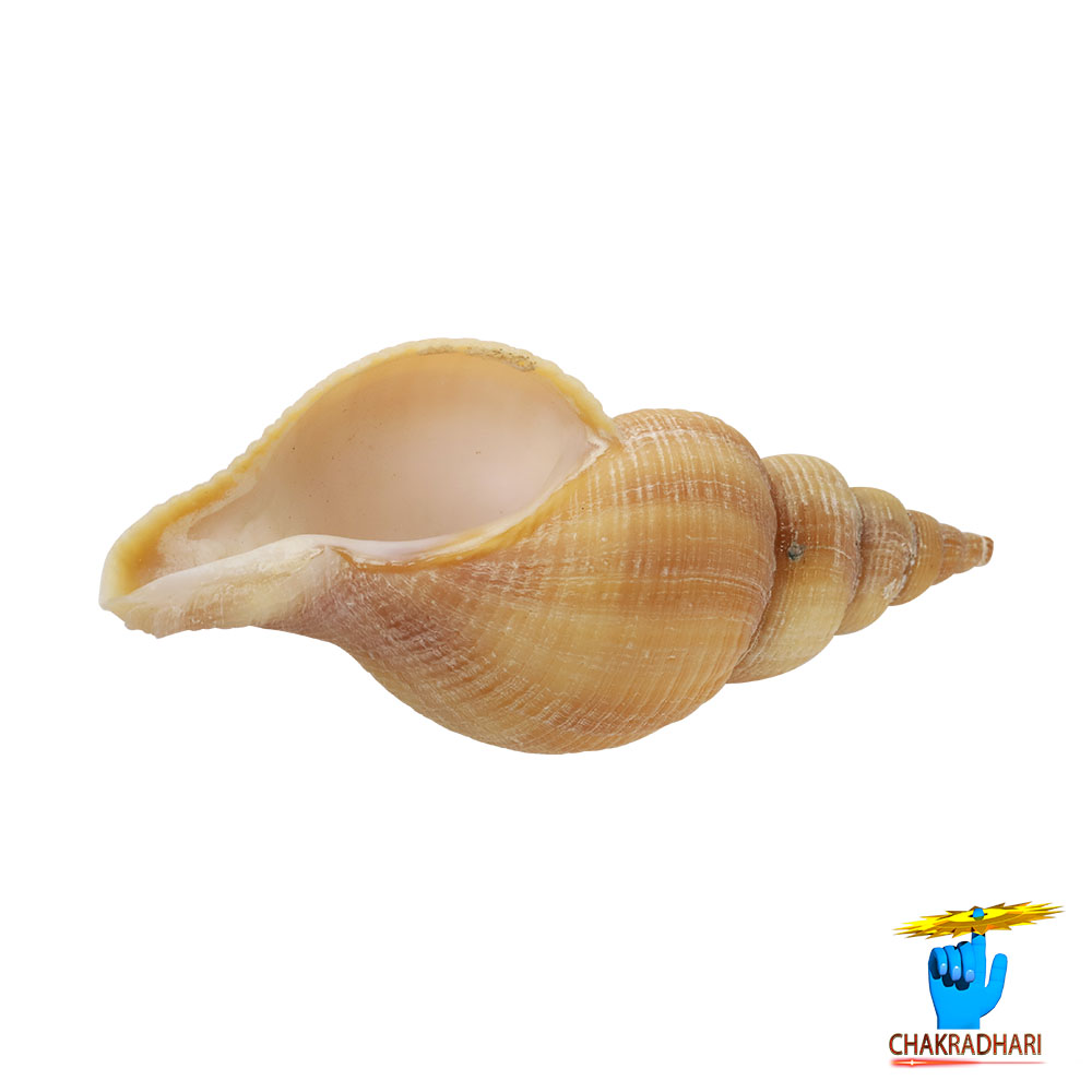 Original Right Handed Dakshinavarti Conch Shell -