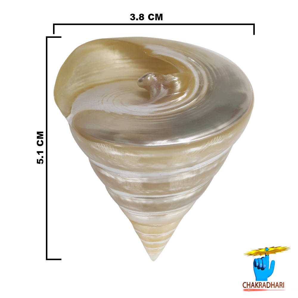 Small Moti Shell -