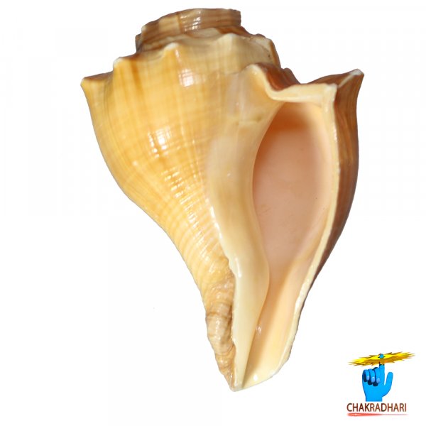 Image of Surya Shankh – सूर्य शंख