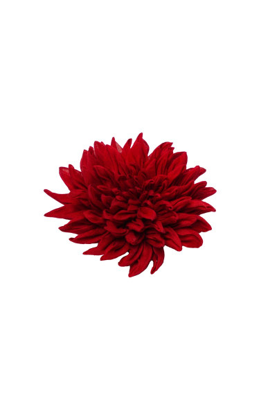 Red Dahlia