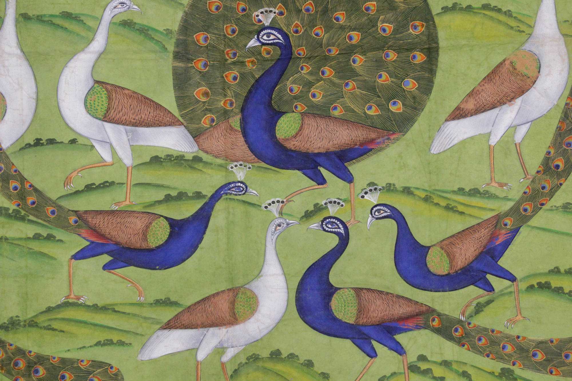 Mayur Vihar Peacock Garden Pichwai