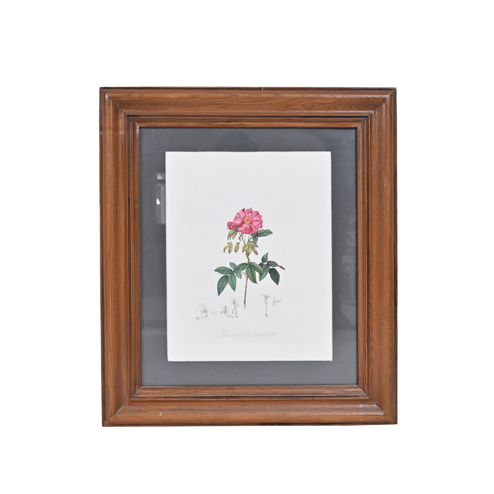 Image of Pink Rose Study