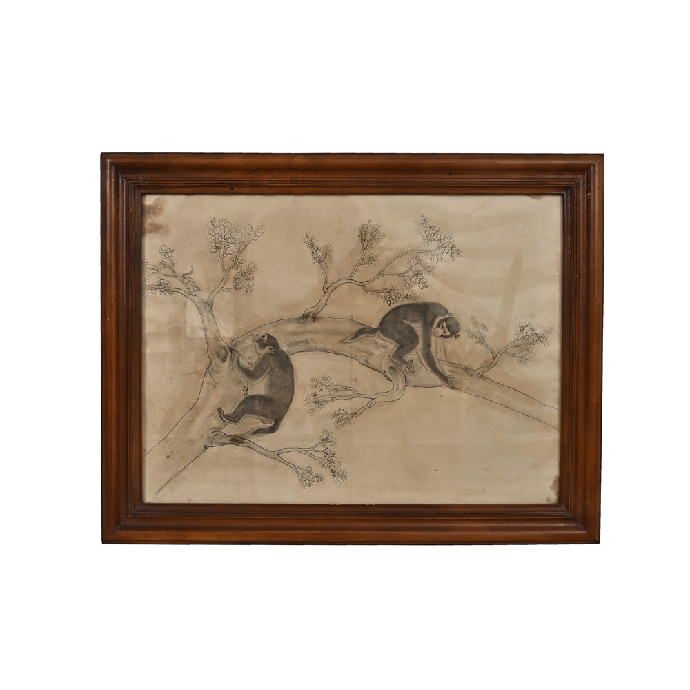 Monkeys on bushes