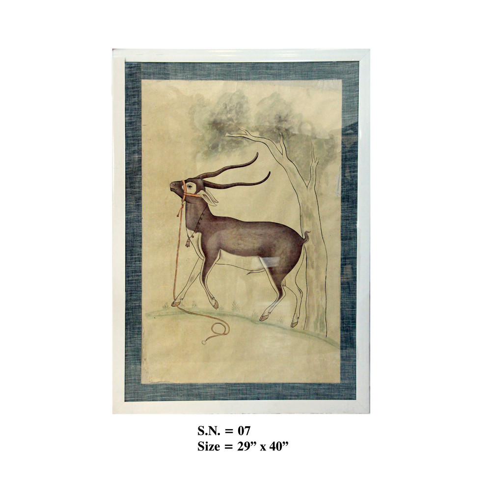 Blackbuck Study
