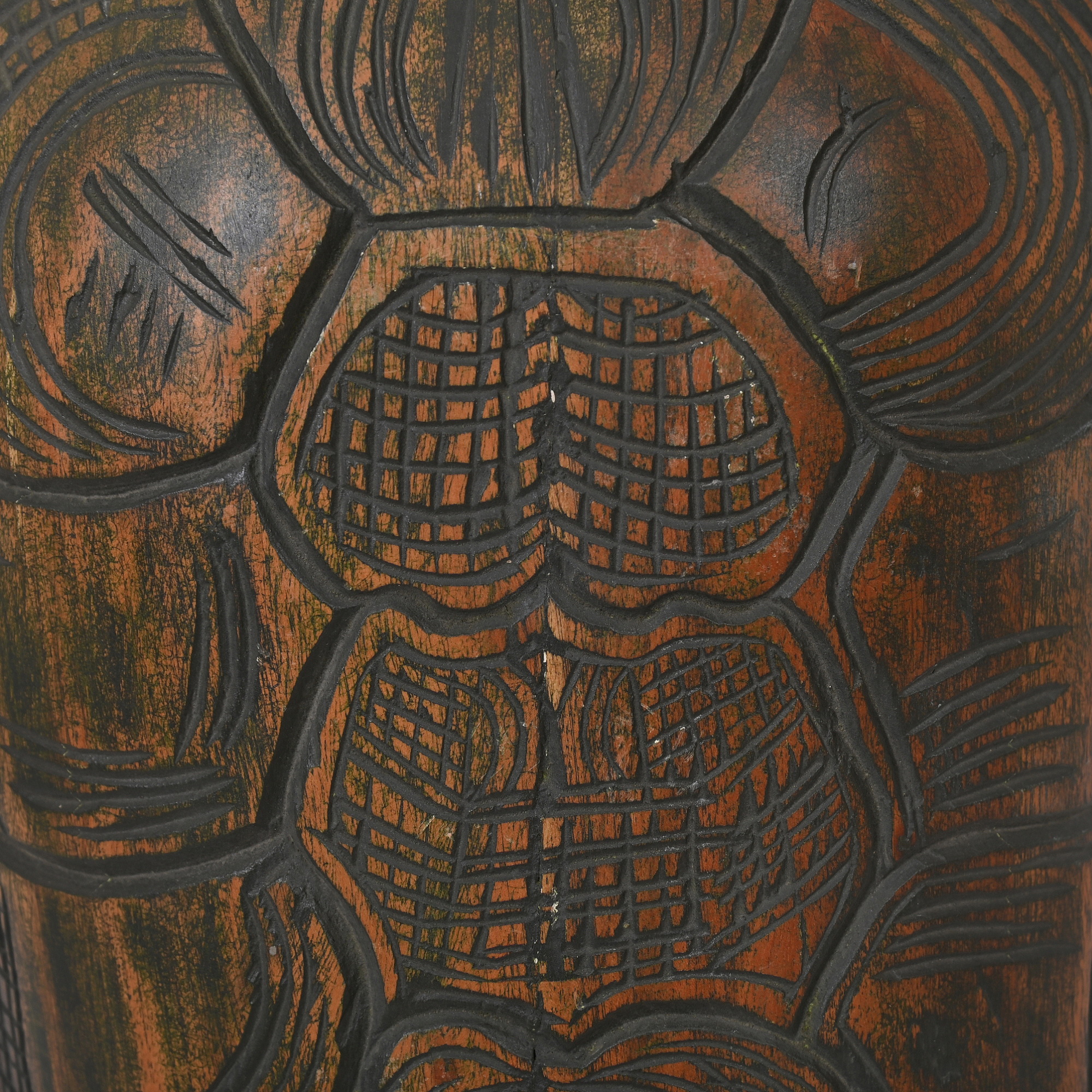Tortoise back