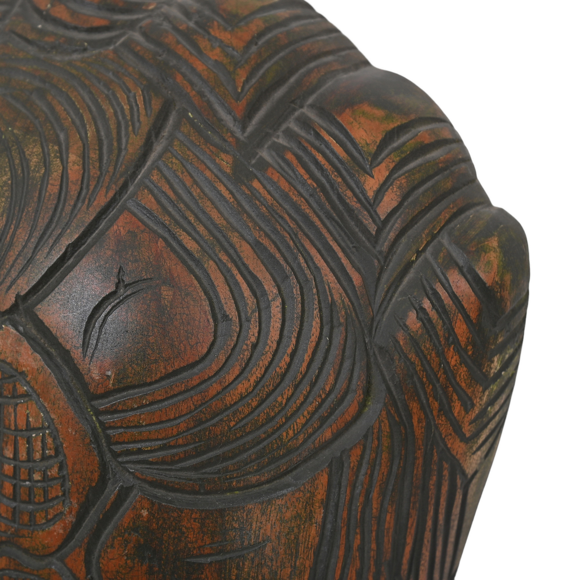 Tortoise back