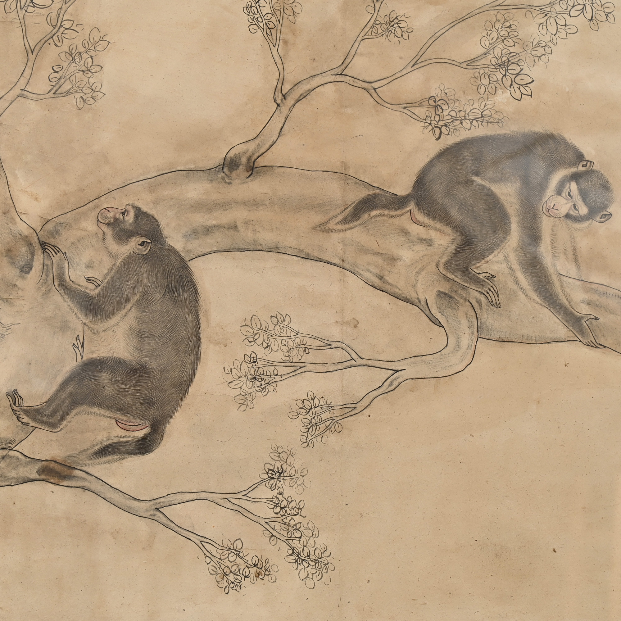 Monkeys on bushes
